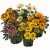 zany-mix_gazania-splendens_47834_1.jpg
