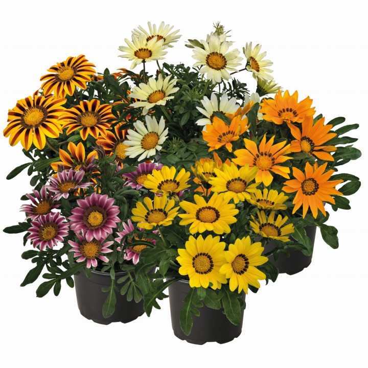 zany-mix_gazania-splendens_47834_1.jpg