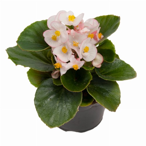 ambassador-bicolor_begonia-semperflorens_40945_3.jpg