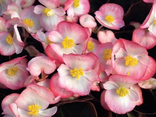 ambassador-bicolor_begonia-semperflorens_40945_1.jpg