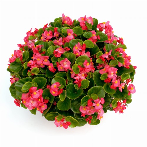 ambassador-rose_begonia-semperflorens_40913_3.jpg