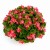 ambassador-rose_begonia-semperflorens_40913_3.jpg