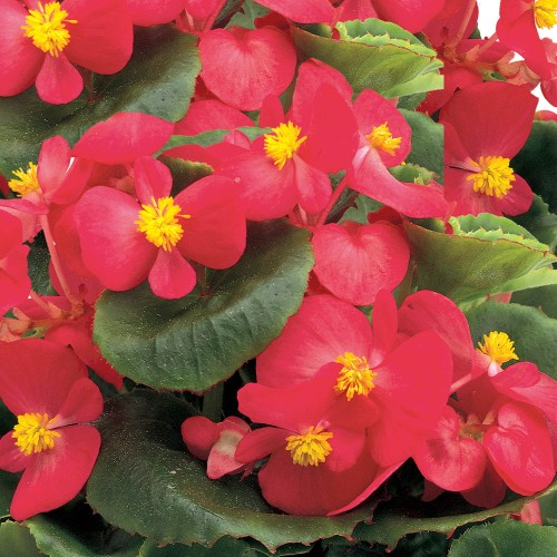 ambassador-rose_begonia-semperflorens_40913_1.jpg