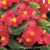 ambassador-rose_begonia-semperflorens_40913_1.jpg