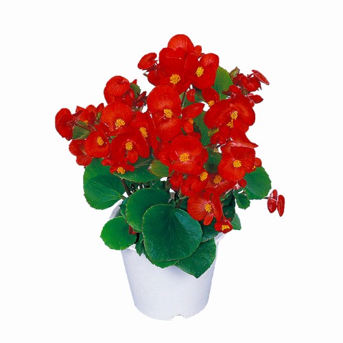 ambassador-scarlet_begonia-semperflorens_40914_2.jpg