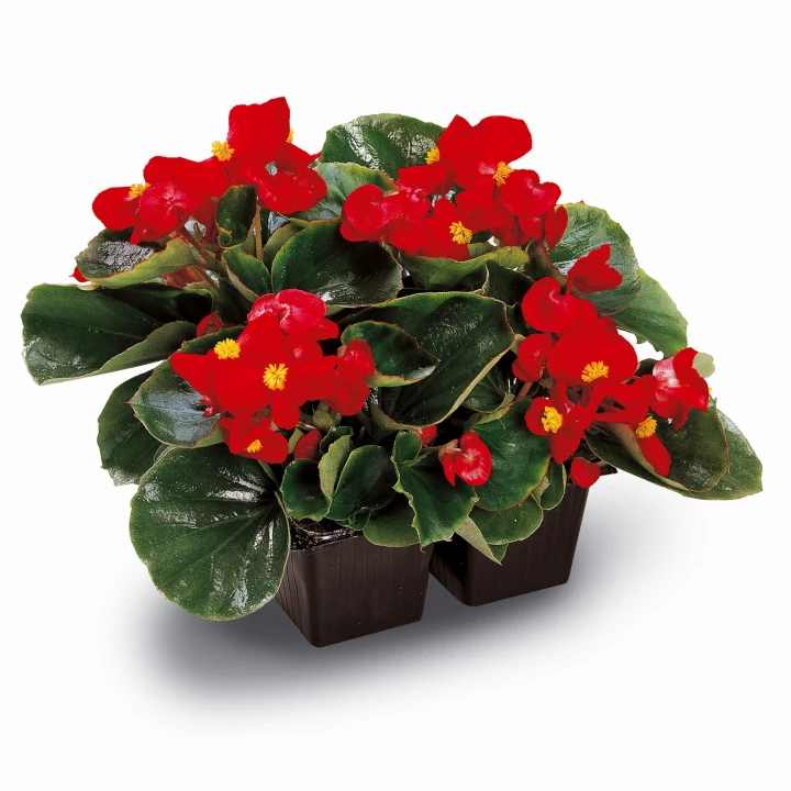 ambassador-scarlet_begonia-semperflorens_40914_3.jpg