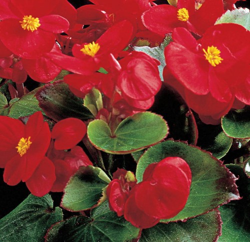 ambassador-scarlet_begonia-semperflorens_40914_1.jpg