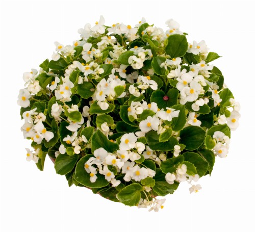 ambassador-white_begonia-semperflorens_40916_1.jpg