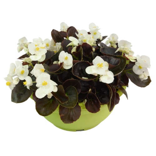 senator-iq-white_begonia-semperflorens_40924_1.jpg
