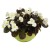 senator-iq-white_begonia-semperflorens_40924_1.jpg