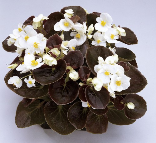 senator-iq-white_begonia-semperflorens_40924_2.jpg