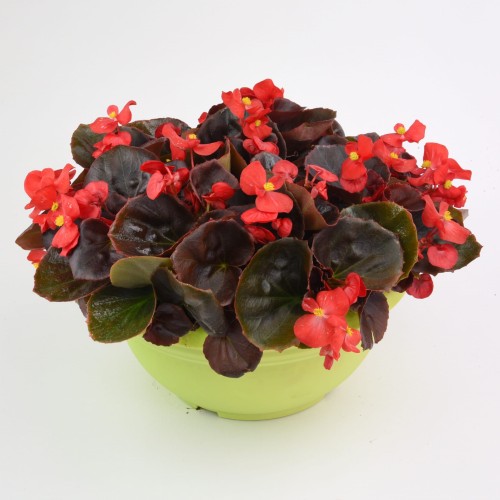 senator-iq-scarlet_begonia-semperflorens_40923_1.jpg