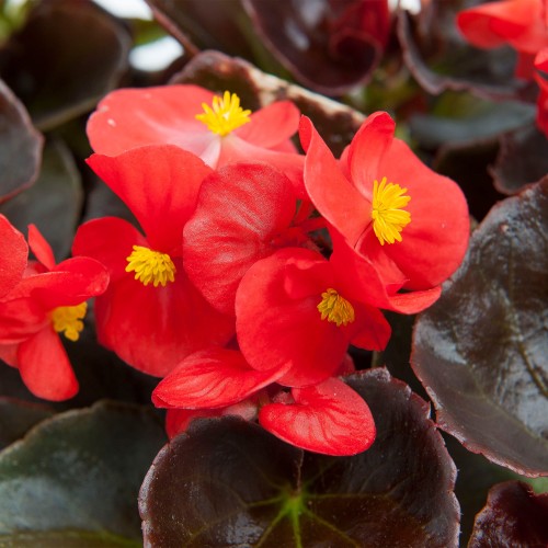 senator-iq-scarlet_begonia-semperflorens_40923_3.jpg