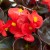 senator-iq-scarlet_begonia-semperflorens_40923_3.jpg