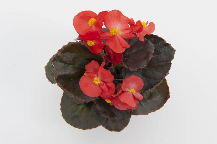 senator-iq-scarlet_begonia-semperflorens_40923_2.jpg
