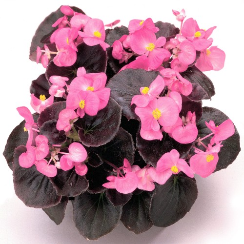 senator-iq-rose_begonia-semperflorens_40922_1.jpg