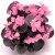 senator-iq-rose_begonia-semperflorens_40922_1.jpg