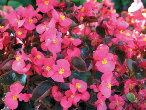 senator-iq-rose_begonia-semperflorens_40922_3.jpg