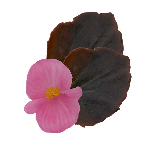 senator-iq-pink_begonia-semperflorens_40943_2.jpg