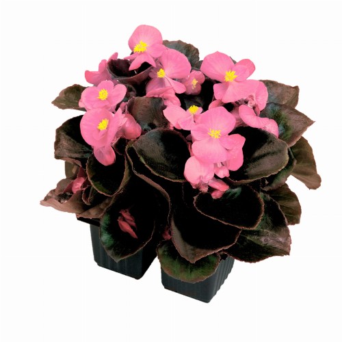 senator-iq-pink_begonia-semperflorens_40943_1.jpg