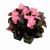 senator-iq-pink_begonia-semperflorens_40943_1.jpg