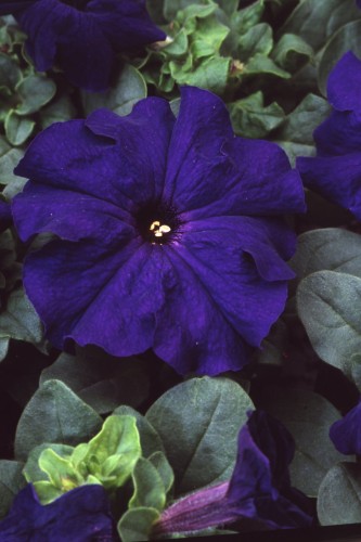 limbo-blue-lupo_petunia-grandiflora_43066_1.jpg