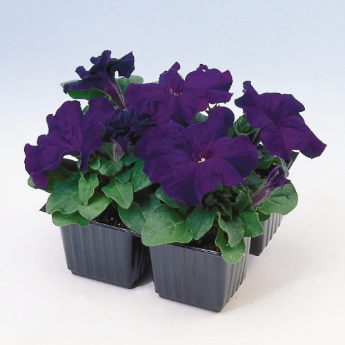 limbo-blue-lupo_petunia-grandiflora_43066_2.jpg