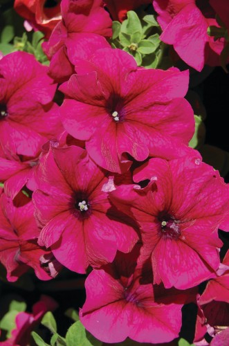 limbo-burgundy-lupo_petunia-grandiflora_43096_1.jpg