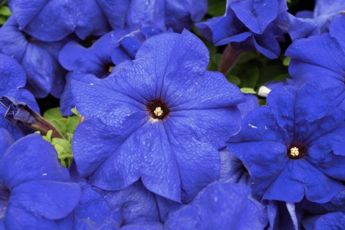 limbo-mid-blue-lupo_petunia-grandiflora_43127_1.jpg