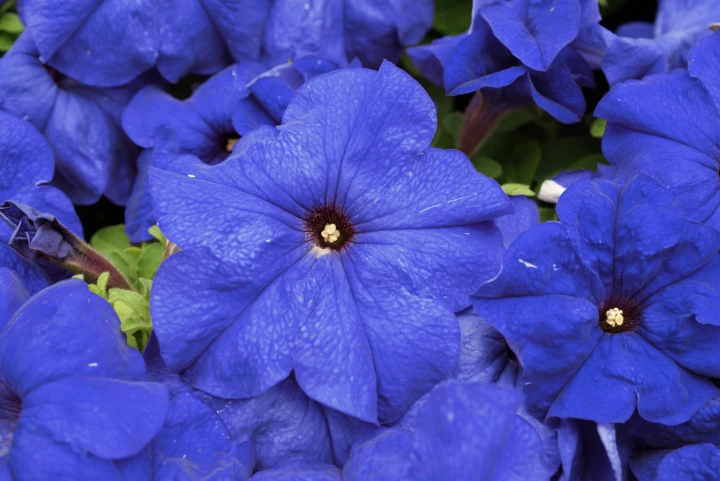 limbo-mid-blue-lupo_petunia-grandiflora_43127_1.jpg