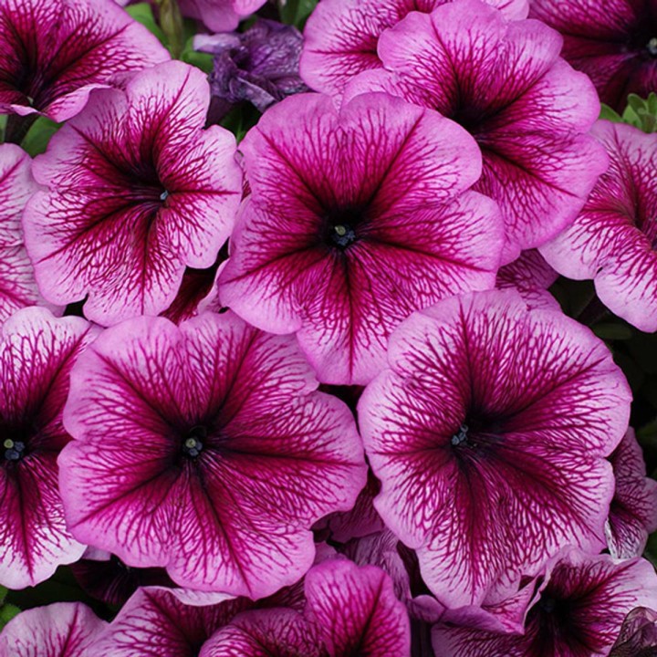 limbo-orchid-veined-lupo_petunia-grandiflora_43152_1.jpg