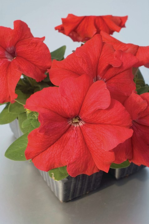 limbo-red-lupo_petunia-grandiflora_43067_1.jpg