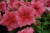 limbo-red-veined-lupo_petunia-grandiflora_43144_3.jpg