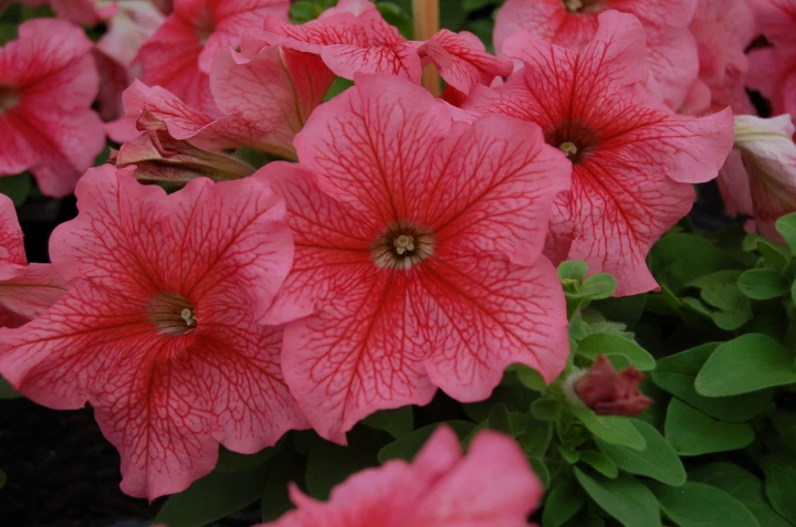 limbo-red-veined-lupo_petunia-grandiflora_43144_3.jpg