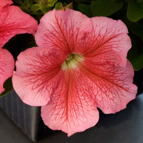 limbo-red-veined-lupo_petunia-grandiflora_43144_1.jpg