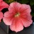limbo-red-veined-lupo_petunia-grandiflora_43144_1.jpg