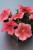 limbo-red-veined-lupo_petunia-grandiflora_43144_2.jpg