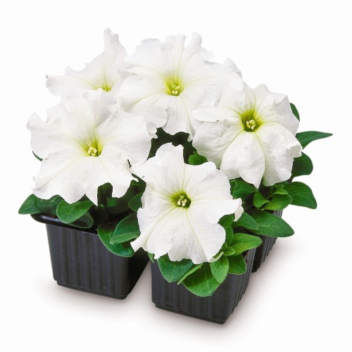 limbo-white-lupo_petunia-grandiflora_43061_1.jpg