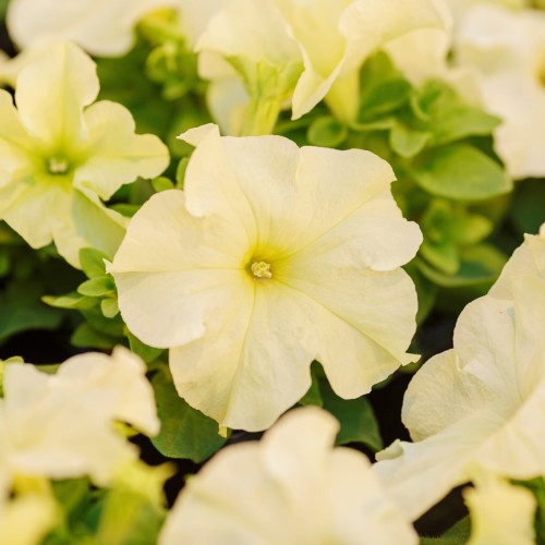 limbo-yellow-lime-lupo_petunia-grandiflora_43157_1.jpg