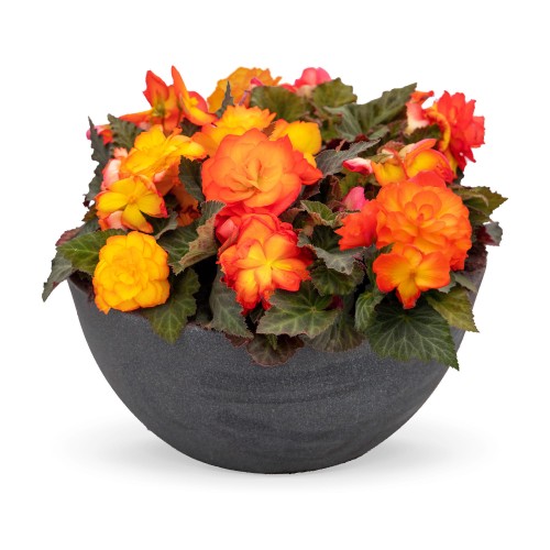 nonstop-flame_begonia-x-tuberhybrida_40828_1.jpg
