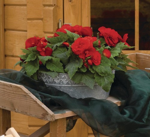nonstop-red_begonia-x-tuberhybrida_40712_3.jpg