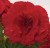 nonstop-red_begonia-x-tuberhybrida_40712_2.jpg