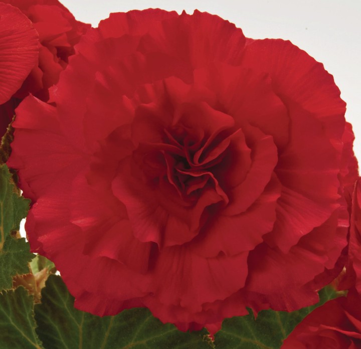 nonstop-red_begonia-x-tuberhybrida_40712_2.jpg