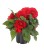 nonstop-red_begonia-x-tuberhybrida_40712_1.jpg