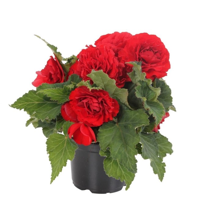 nonstop-red_begonia-x-tuberhybrida_40712_1.jpg