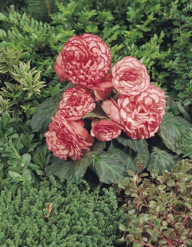 nonstop-rose-picotee_begonia-x-tuberhybrida_40808_2.jpg
