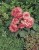 nonstop-rose-picotee_begonia-x-tuberhybrida_40808_2.jpg