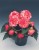 nonstop-rose-picotee_begonia-x-tuberhybrida_40808_1.jpg