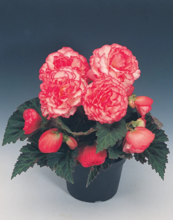 nonstop-rose-picotee_begonia-x-tuberhybrida_40808_1.jpg