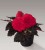 nonstop-mocca-cherry_begonia-x-tuberhybrida_40715_1.jpg